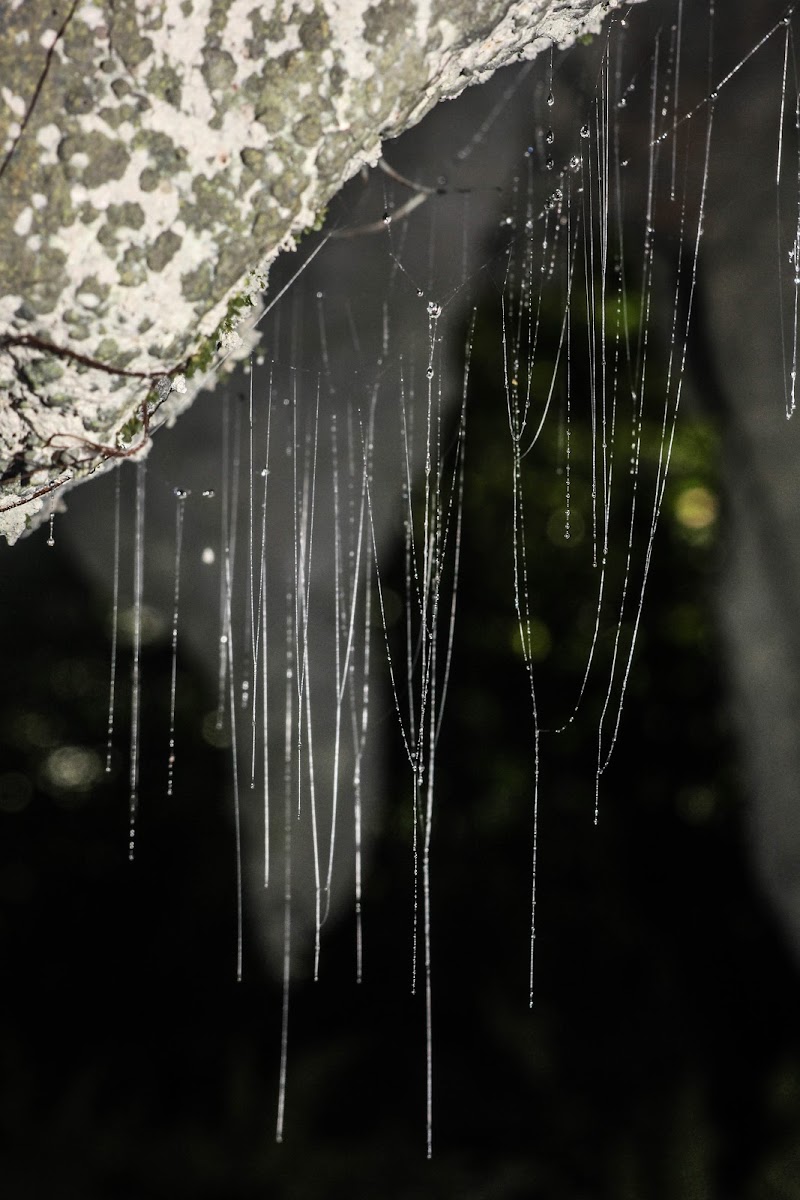 Brain Suckers (Cave Glow Worms)