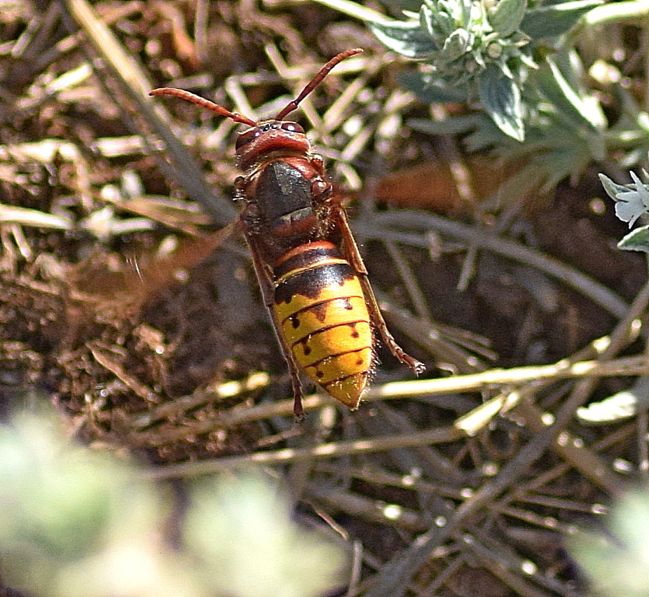 European Hornet