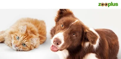 Pet Supplies at zooplus Online Pet Shop, Pet Food & Pet Accessories.