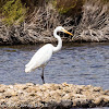 Great White Egret; Garceta Grande