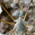 Crane fly