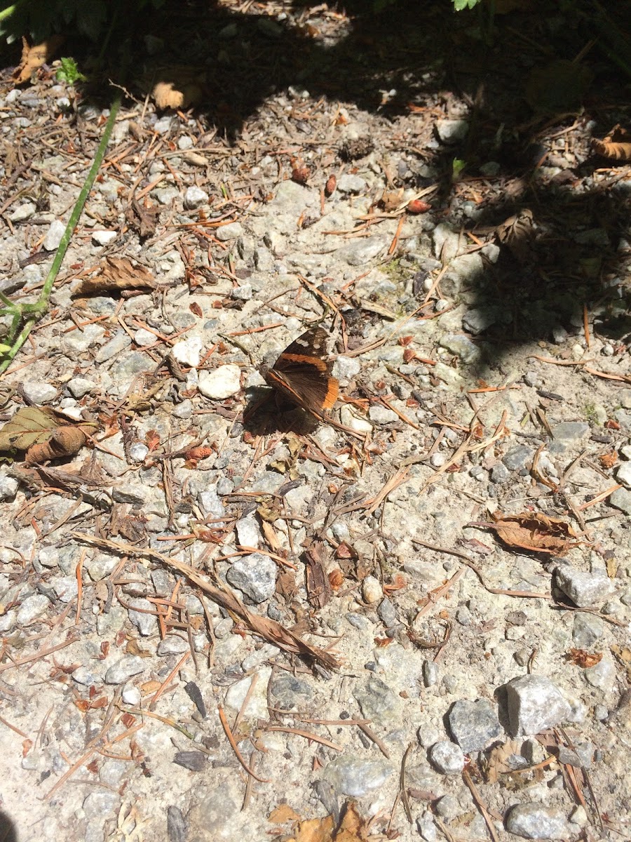 Red Admiral butterfly