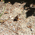 Red Admiral butterfly