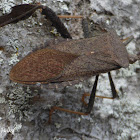 Leaf-footed Bug