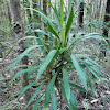 Narrow-leaved Palm Lily