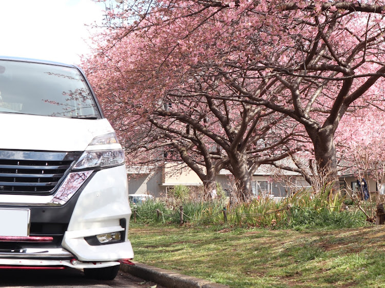 セレナの河津桜・昨日雪だったのに・花より餡蜜・愛車の半顔が見たいに関するカスタム事例の投稿画像3枚目