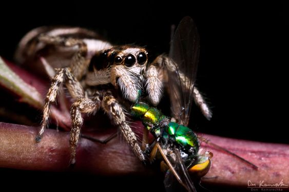 A macro image of a spider eating a bug by Don Komarechka