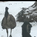 Emu