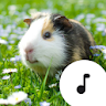 Guinea Pig Sounds icon
