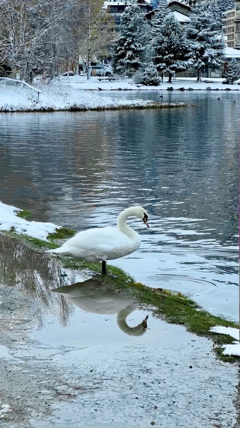 Cigno riflesso - Lago St. Moritz (Svizzera) di R_Zilly