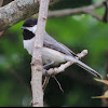 Carolina Chickadee