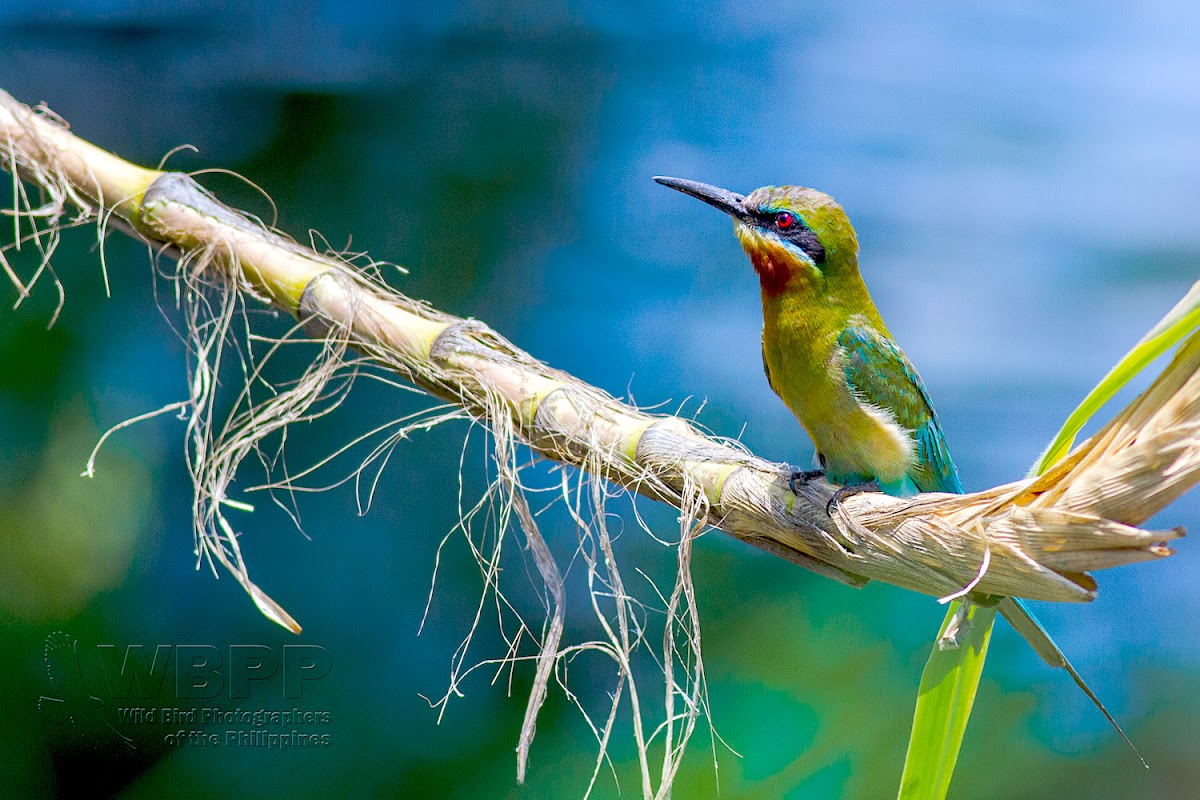 Blue-tailed Bee-eater