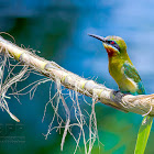 Blue-tailed Bee-eater