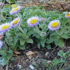 Seaside Daisy