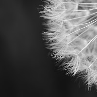 Dandelion di 