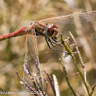 Red-veined Darter