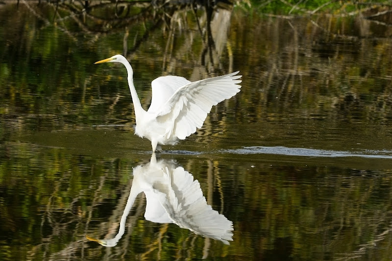 Narciso di acquario