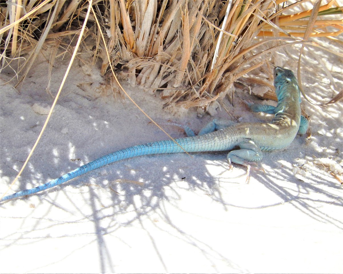 Little White Whiptail