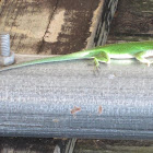 Green Anole