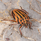 Spotted shield bug