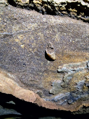 Merapoh Caves Gua Tahi Bintang fossils