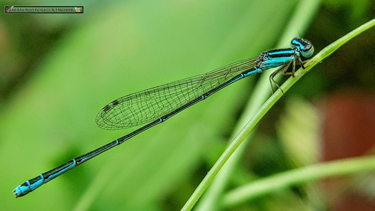 Common Threadtail, White-legged damselfly. Male