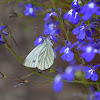 Green-veined white