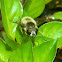 Bumble Bee Mimic Hoverfly