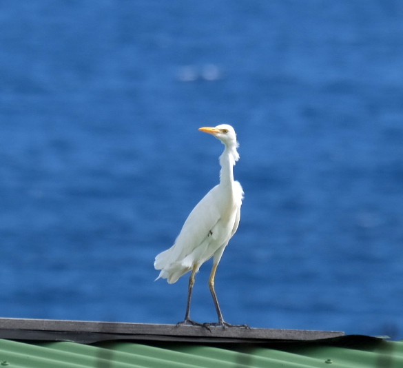 Great Egret, Common Egret, Large Egret