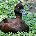 Tufted Duck (Female)