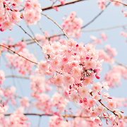 Spring Flower Live Wallpaper 1.1 Icon