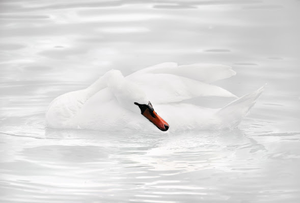 cigno di tarty