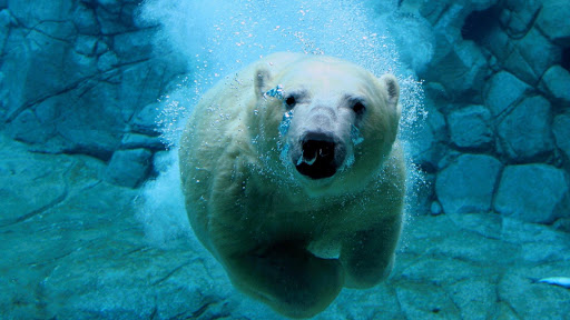 Polar Bear Live Wallpaper