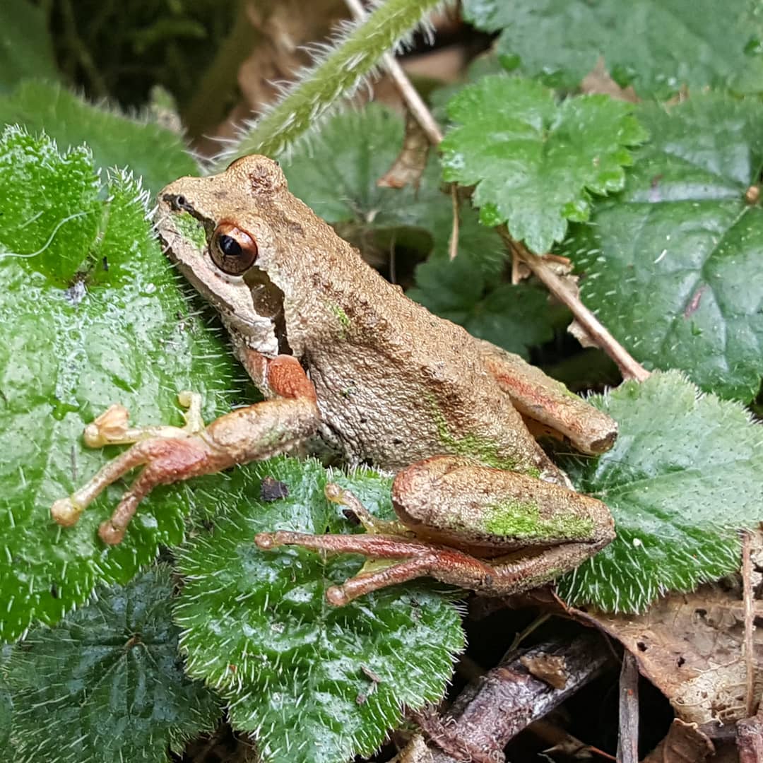 Pacific Tree Frog