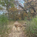 White-tailed Deer