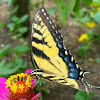 Eastern tiger swallowtail