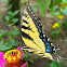 Eastern tiger swallowtail