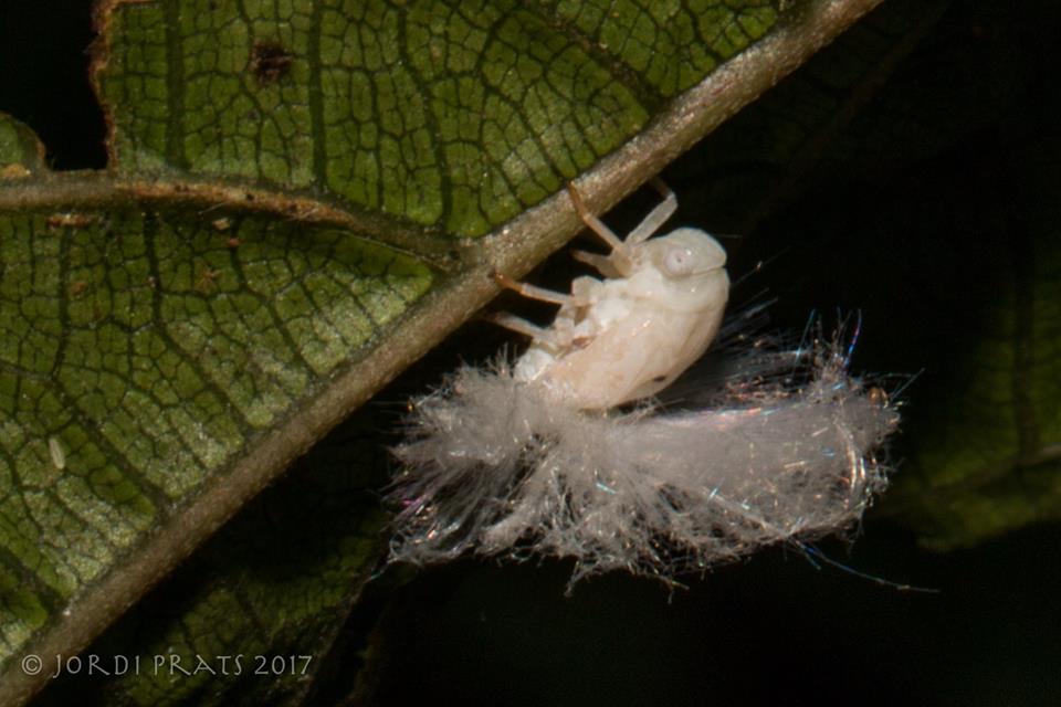 Flatid Planthopper nymph