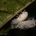 Flatid Planthopper nymph