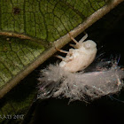 Flatid Planthopper nymph