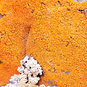 Rock firedot lichen