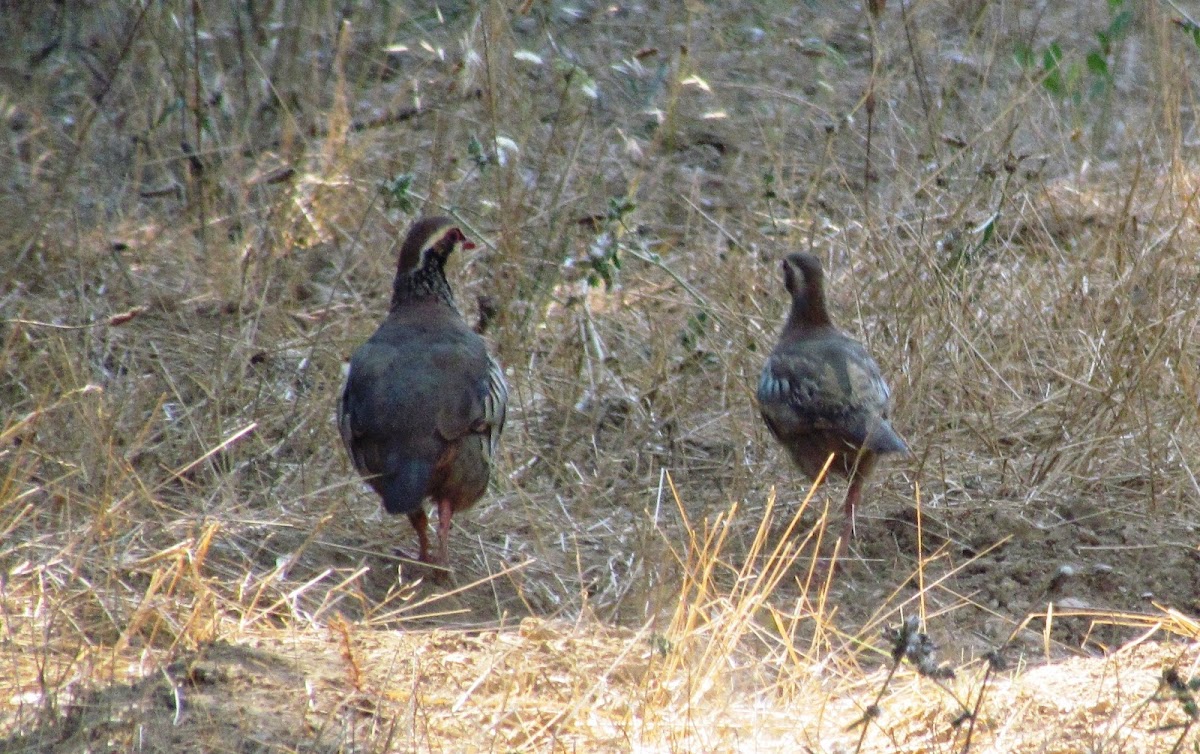 Red-legged Partridge