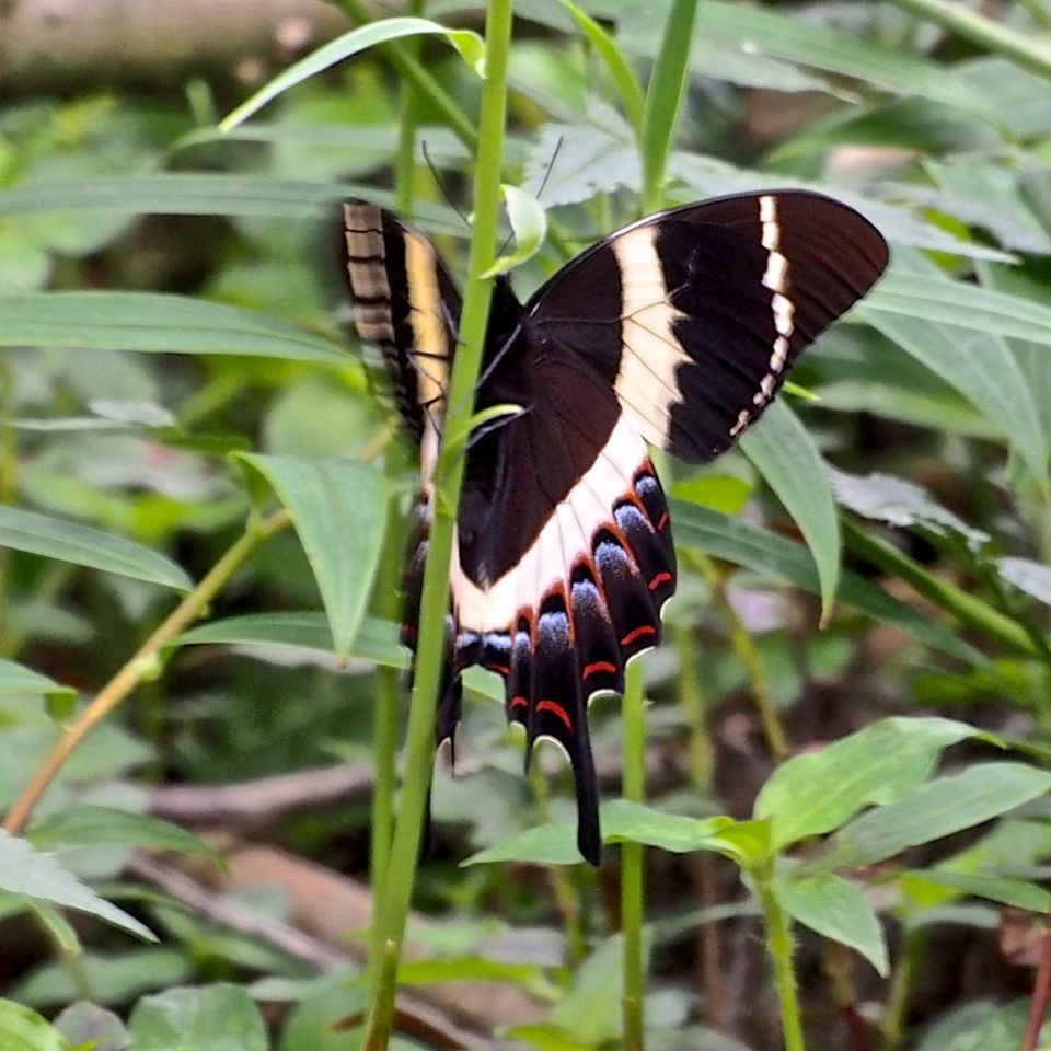 Magnificent Swallowtail