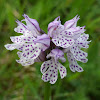 Three-toothed orchid