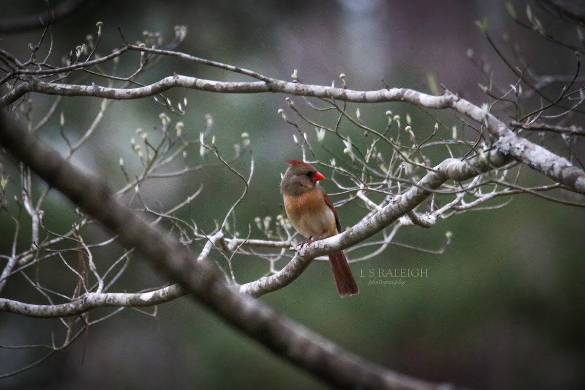 Northern Cardinal