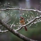 Northern Cardinal