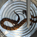 Timber rattlesnake