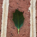 Dwarf American Holly