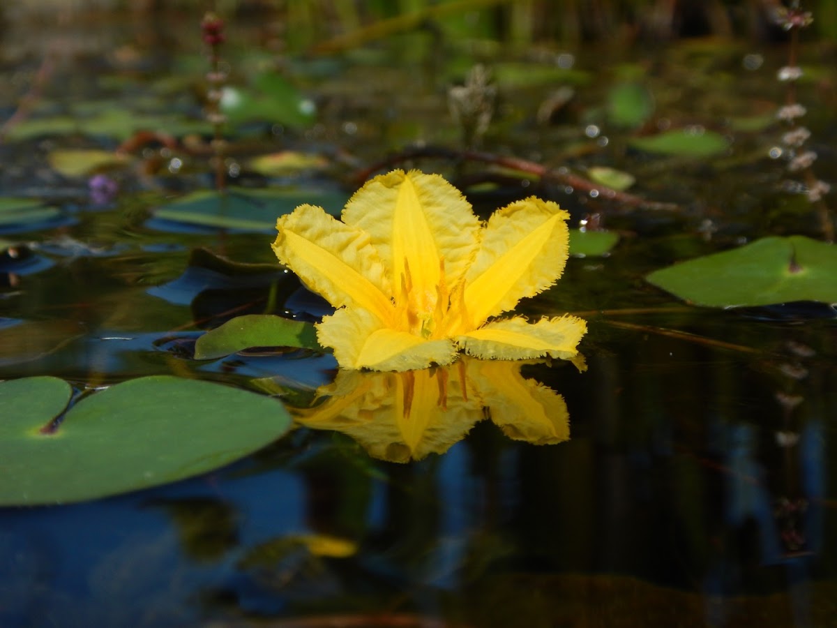 fringed water lily