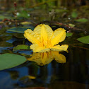 fringed water lily